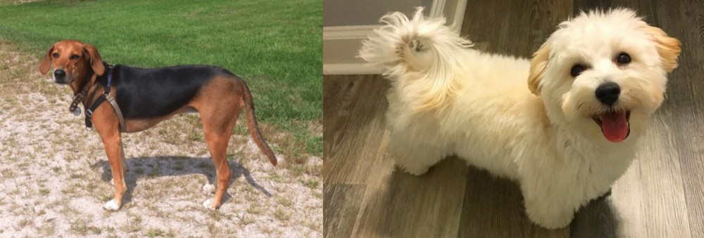Maltipoo vs Kerry Beagle - Breed Comparison