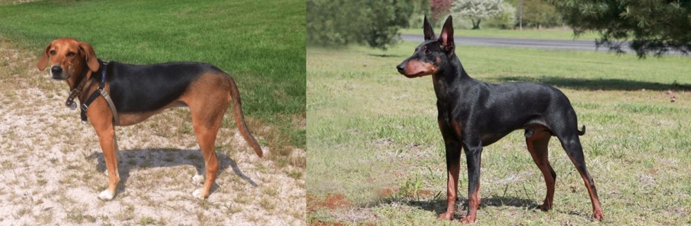 Manchester Terrier vs Kerry Beagle - Breed Comparison