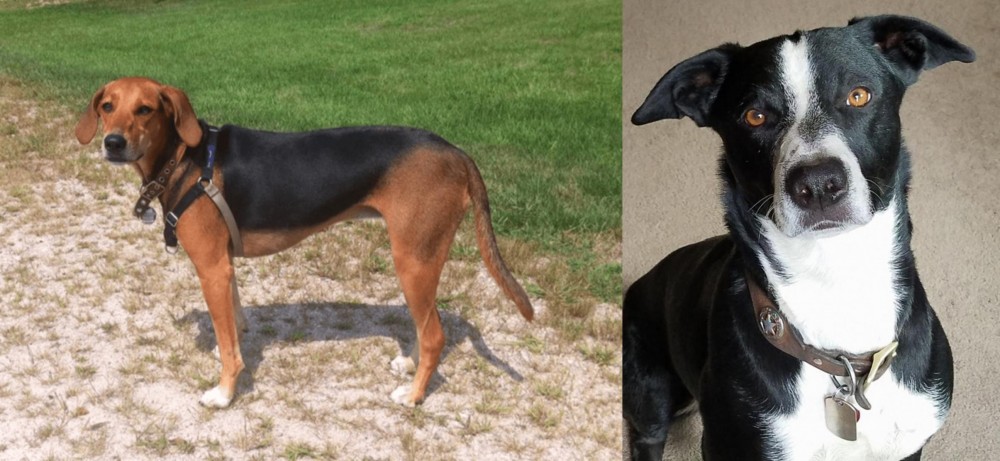 McNab vs Kerry Beagle - Breed Comparison