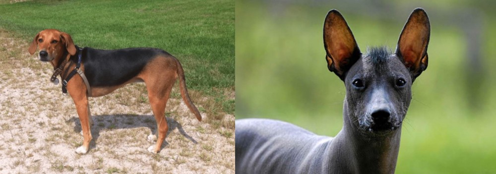 Mexican Hairless vs Kerry Beagle - Breed Comparison