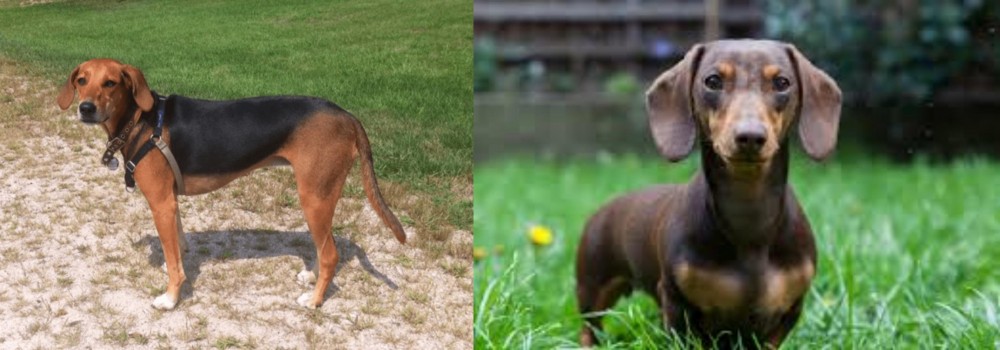 Miniature Dachshund vs Kerry Beagle - Breed Comparison