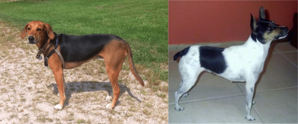 Miniature Fox Terrier vs Kerry Beagle - Breed Comparison