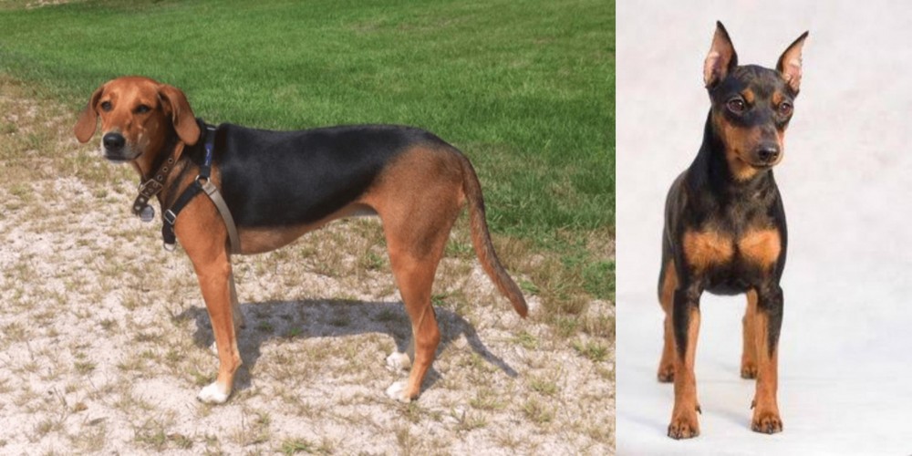 Miniature Pinscher vs Kerry Beagle - Breed Comparison