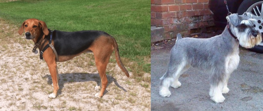 Miniature Schnauzer vs Kerry Beagle - Breed Comparison