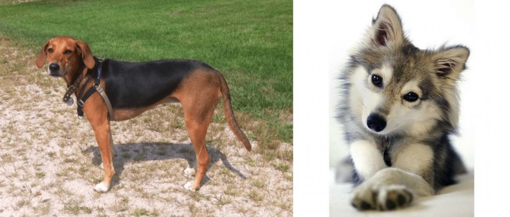 Miniature Siberian Husky vs Kerry Beagle - Breed Comparison
