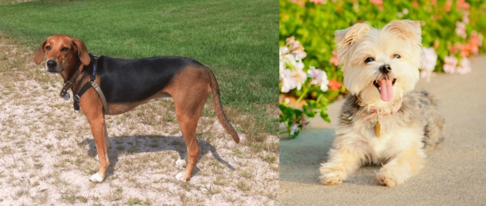 Morkie vs Kerry Beagle - Breed Comparison