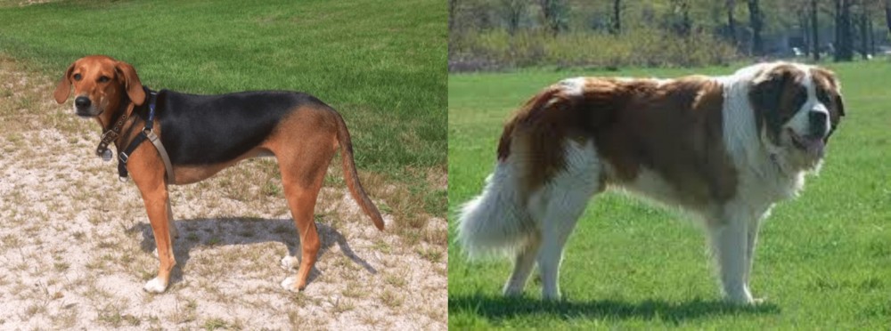 Moscow Watchdog vs Kerry Beagle - Breed Comparison