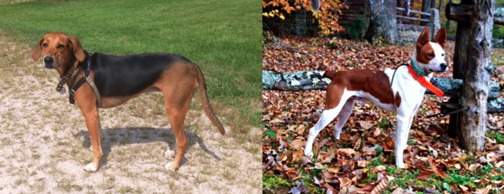 Mountain Feist vs Kerry Beagle - Breed Comparison