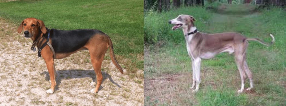 Mudhol Hound vs Kerry Beagle - Breed Comparison