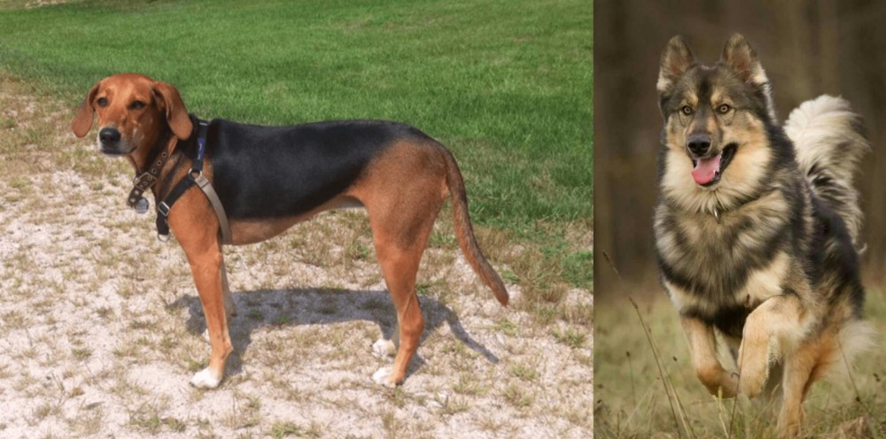 Native American Indian Dog vs Kerry Beagle - Breed Comparison