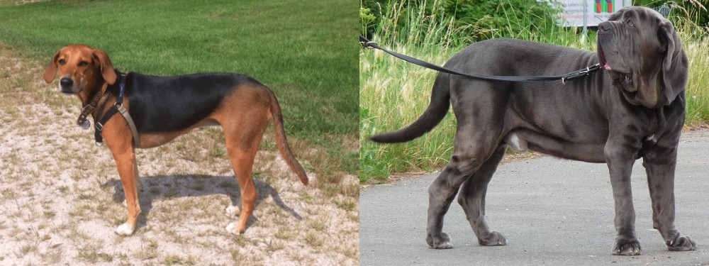 Neapolitan Mastiff vs Kerry Beagle - Breed Comparison