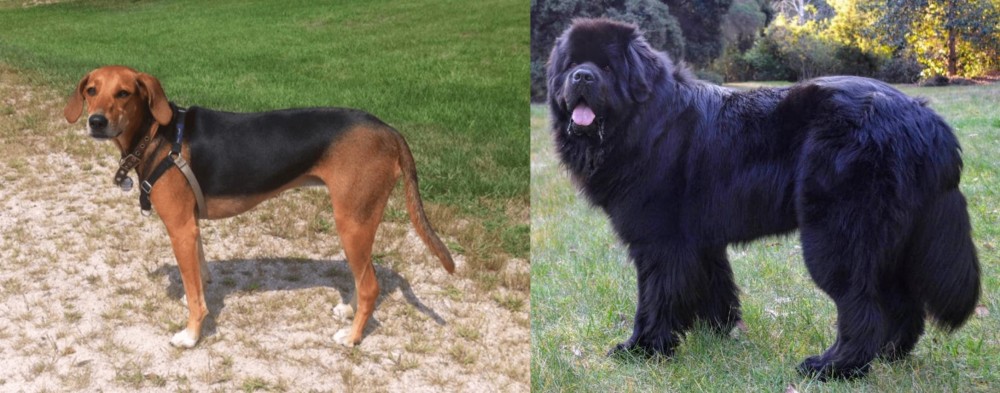 Newfoundland Dog vs Kerry Beagle - Breed Comparison