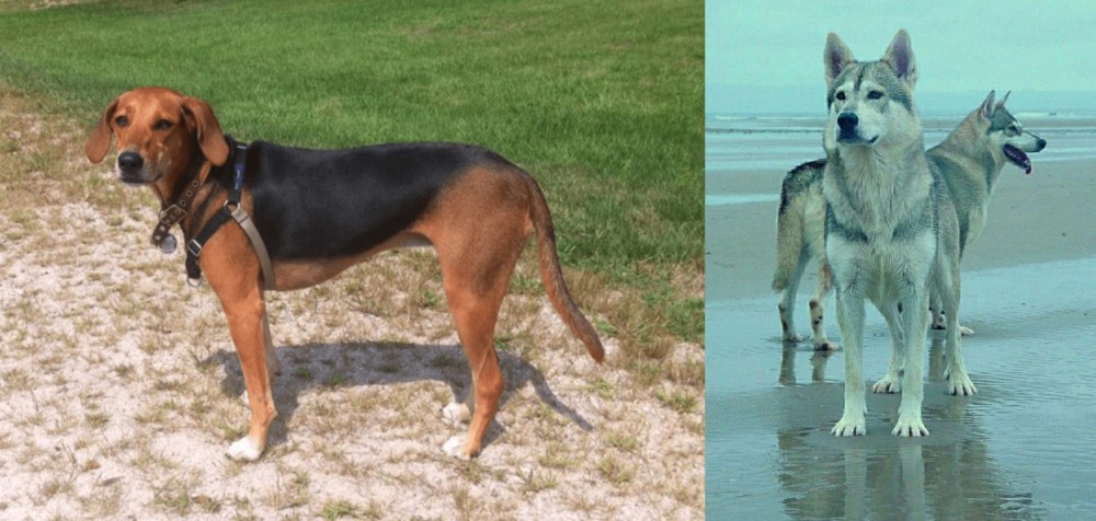 Northern Inuit Dog vs Kerry Beagle - Breed Comparison