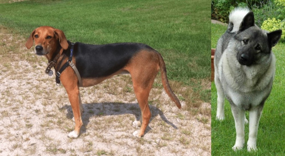 Norwegian Elkhound vs Kerry Beagle - Breed Comparison