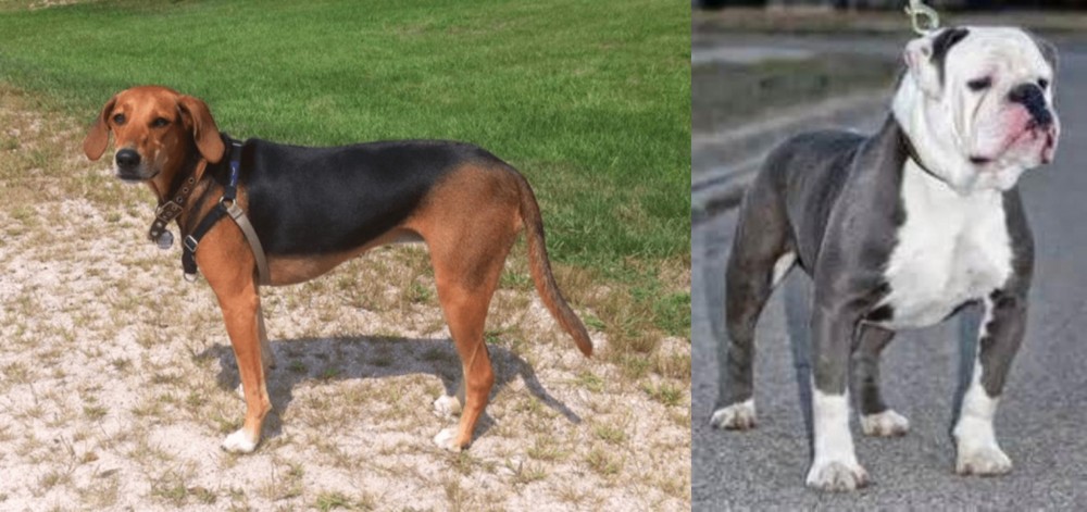 Old English Bulldog vs Kerry Beagle - Breed Comparison