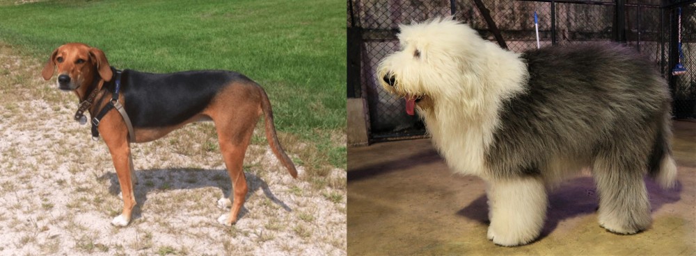 Old English Sheepdog vs Kerry Beagle - Breed Comparison