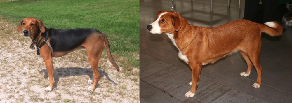 Osterreichischer Kurzhaariger Pinscher vs Kerry Beagle - Breed Comparison