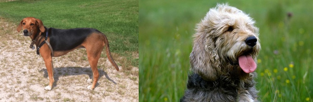 Otterhound vs Kerry Beagle - Breed Comparison