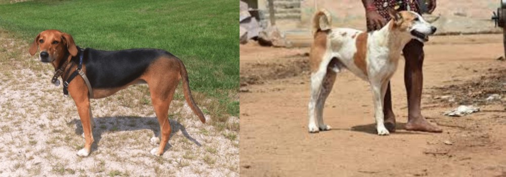 Pandikona vs Kerry Beagle - Breed Comparison