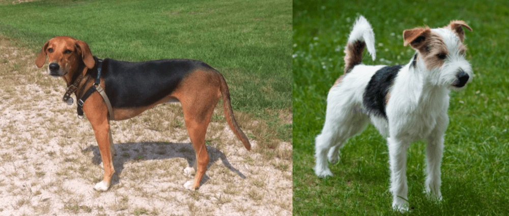 Parson Russell Terrier vs Kerry Beagle - Breed Comparison