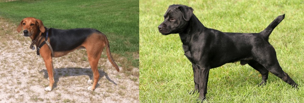 Patterdale Terrier vs Kerry Beagle - Breed Comparison
