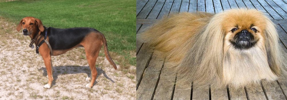 Pekingese vs Kerry Beagle - Breed Comparison