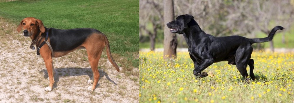 Perro de Pastor Mallorquin vs Kerry Beagle - Breed Comparison