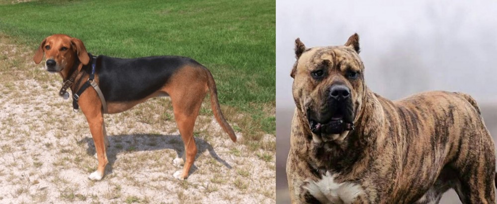 Perro de Presa Canario vs Kerry Beagle - Breed Comparison