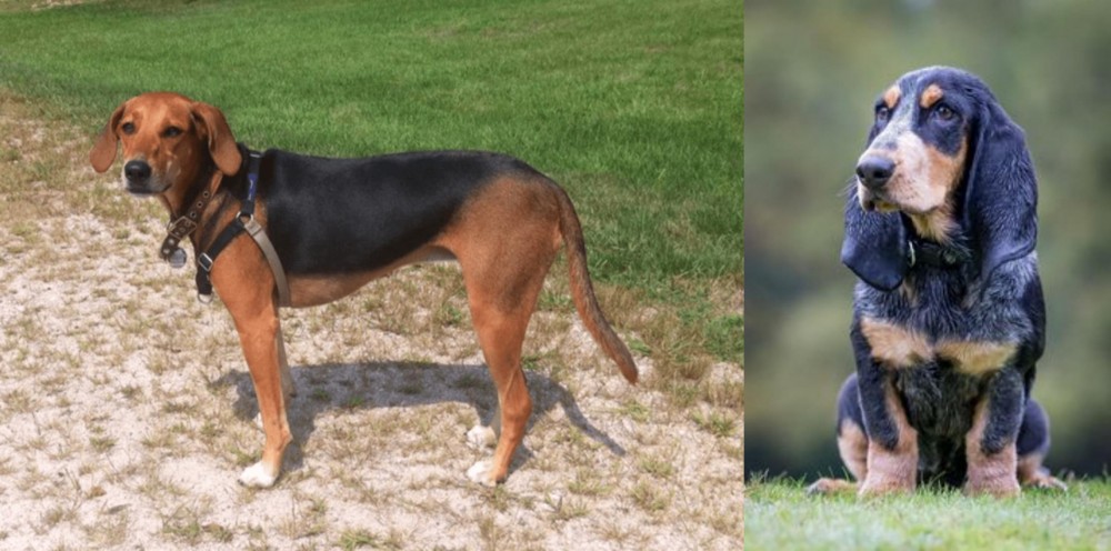 Petit Bleu de Gascogne vs Kerry Beagle - Breed Comparison