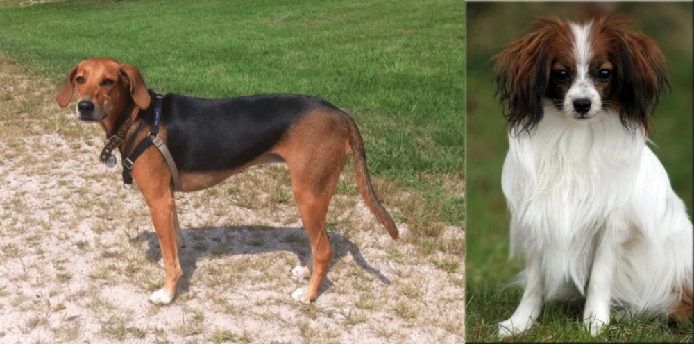 Phalene vs Kerry Beagle - Breed Comparison