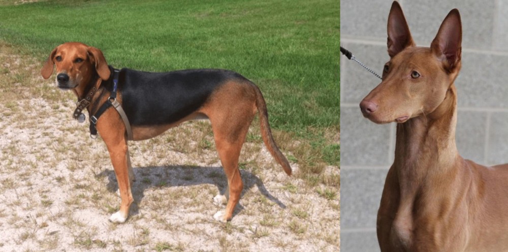 Pharaoh Hound vs Kerry Beagle - Breed Comparison
