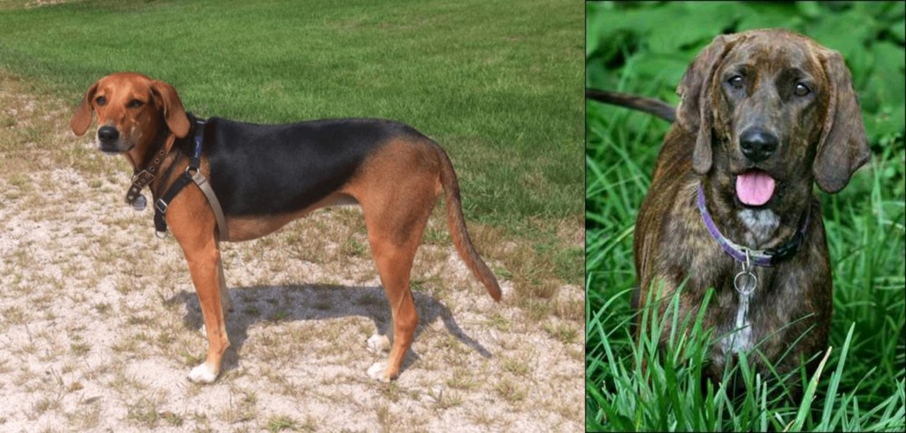 Plott Hound vs Kerry Beagle - Breed Comparison