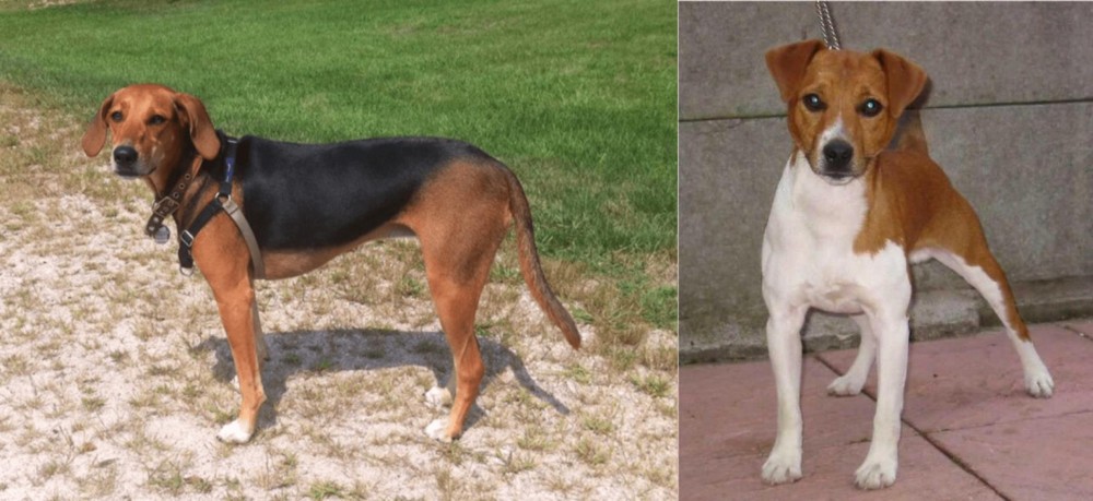 Plummer Terrier vs Kerry Beagle - Breed Comparison