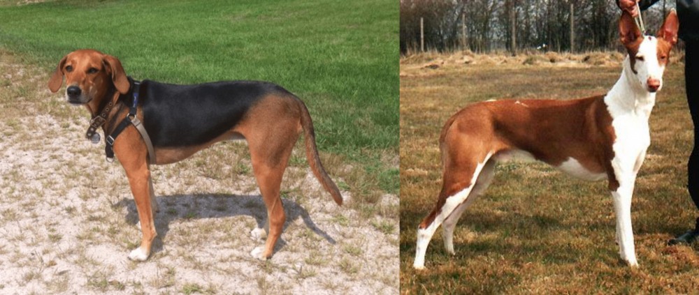 Podenco Canario vs Kerry Beagle - Breed Comparison