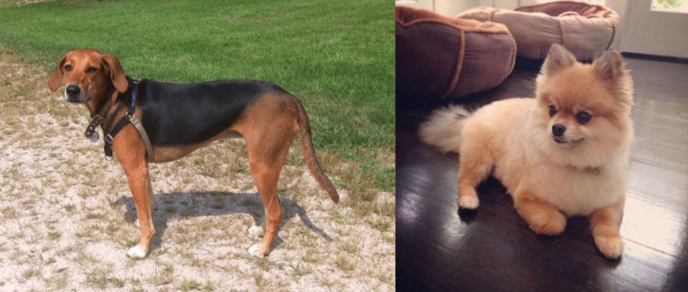 Pomeranian vs Kerry Beagle - Breed Comparison
