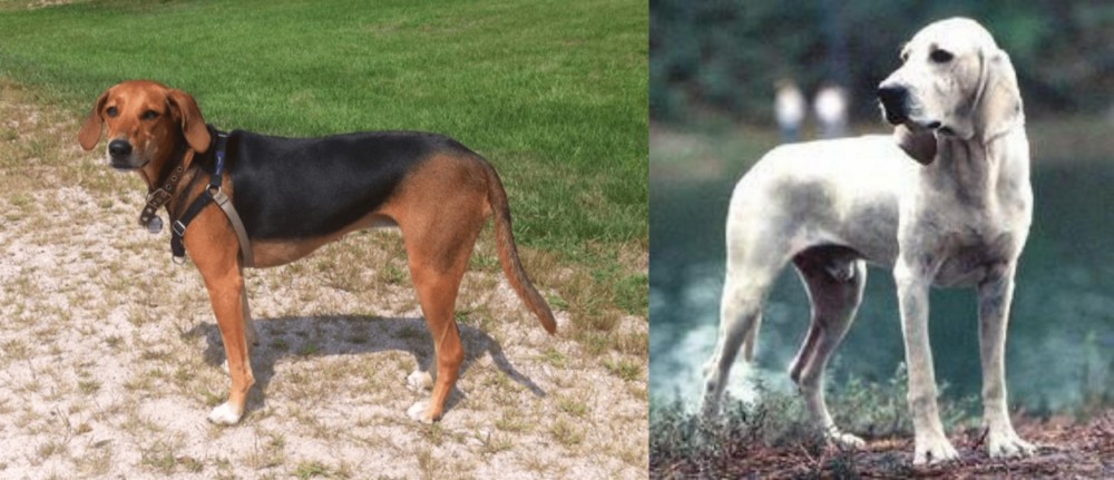 Porcelaine vs Kerry Beagle - Breed Comparison