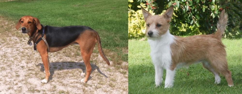 Portuguese Podengo vs Kerry Beagle - Breed Comparison