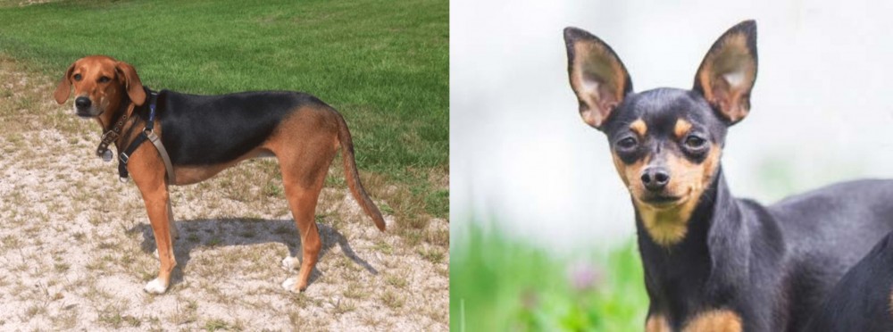 Prazsky Krysarik vs Kerry Beagle - Breed Comparison