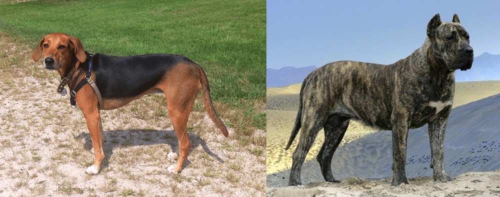 Presa Canario vs Kerry Beagle - Breed Comparison