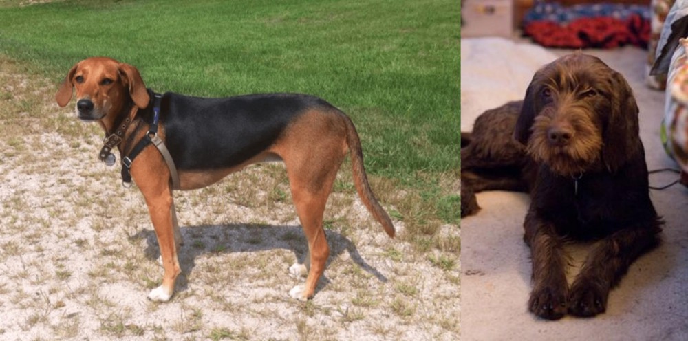 Pudelpointer vs Kerry Beagle - Breed Comparison
