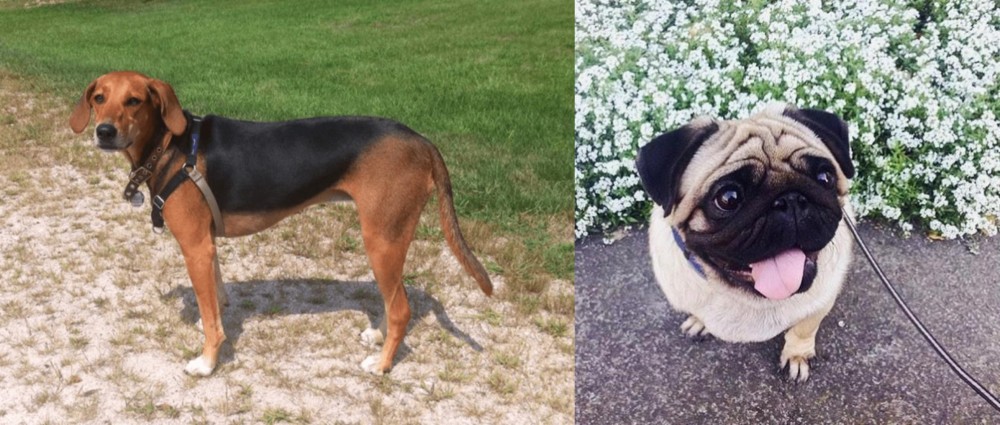 Pug vs Kerry Beagle - Breed Comparison