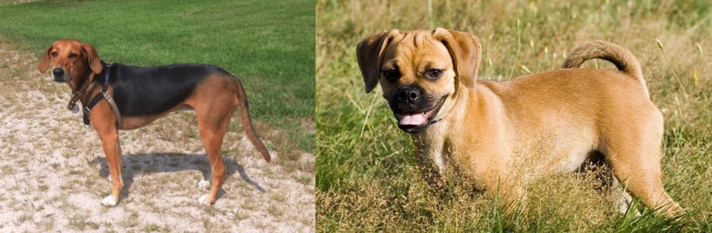 Puggle vs Kerry Beagle - Breed Comparison