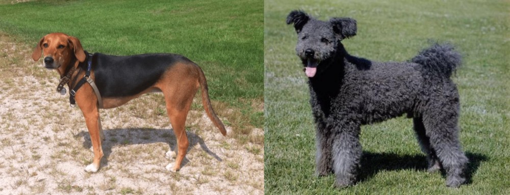 Pumi vs Kerry Beagle - Breed Comparison