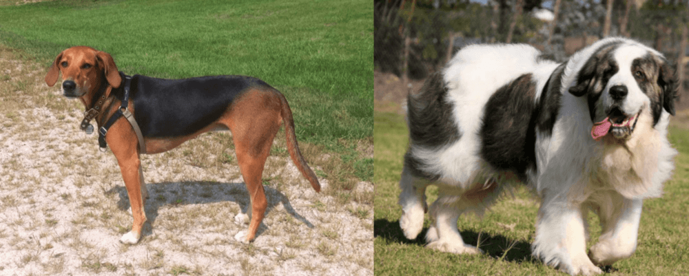 Pyrenean Mastiff vs Kerry Beagle - Breed Comparison