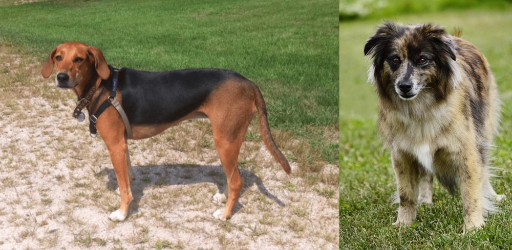 Pyrenean Shepherd vs Kerry Beagle - Breed Comparison