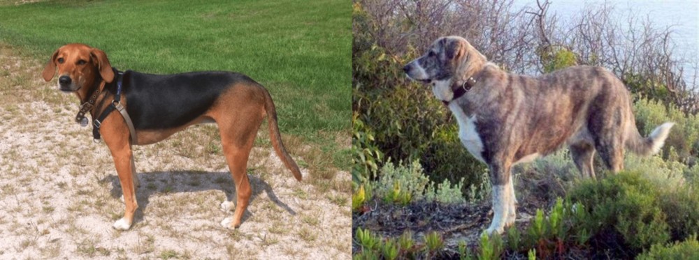Rafeiro do Alentejo vs Kerry Beagle - Breed Comparison