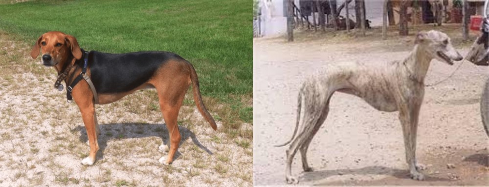 Rampur Greyhound vs Kerry Beagle - Breed Comparison