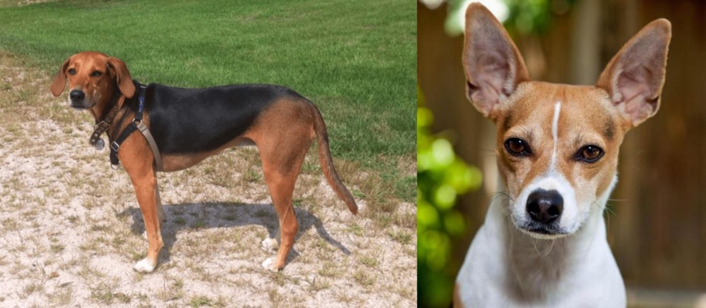 Rat Terrier vs Kerry Beagle - Breed Comparison