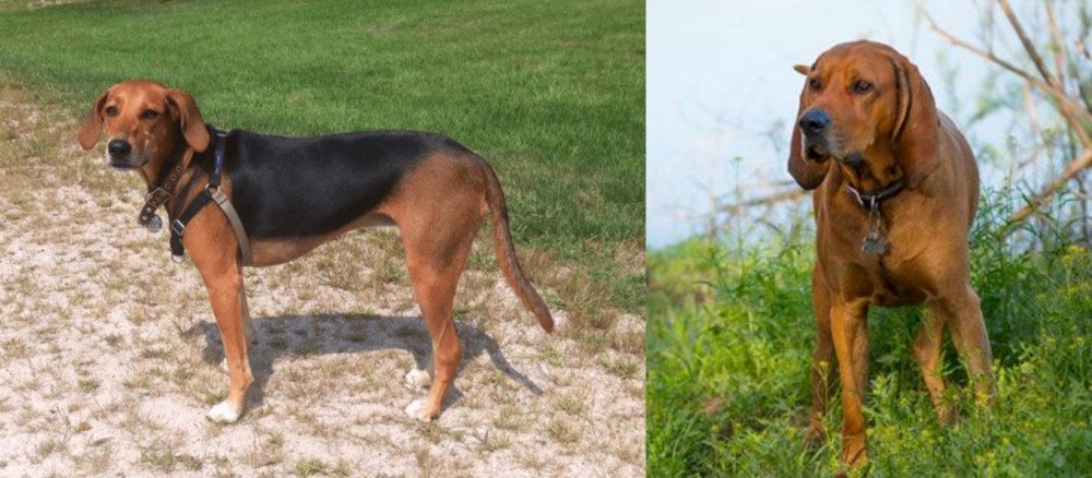 Redbone Coonhound vs Kerry Beagle - Breed Comparison