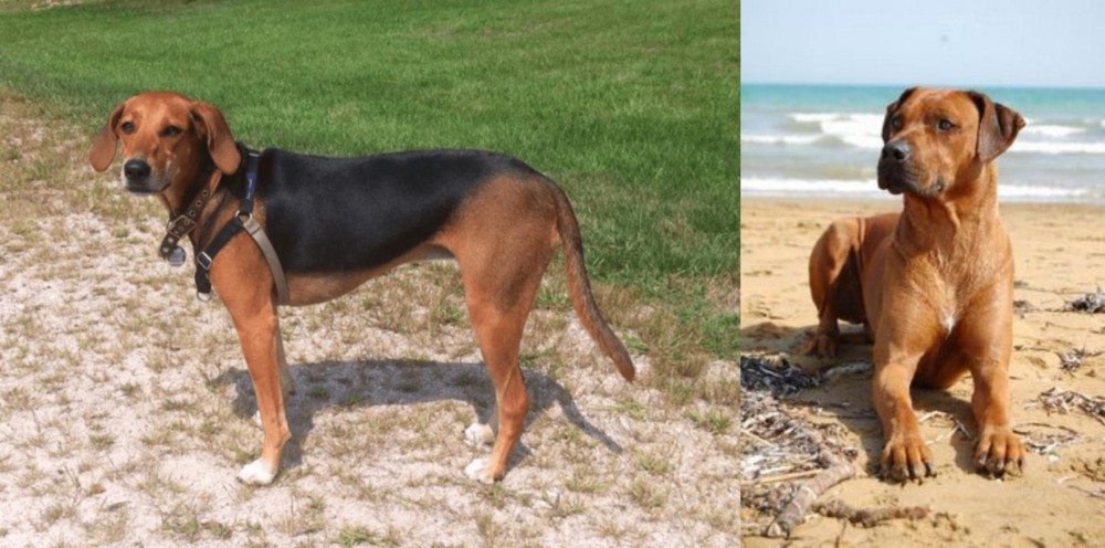 Rhodesian Ridgeback vs Kerry Beagle - Breed Comparison